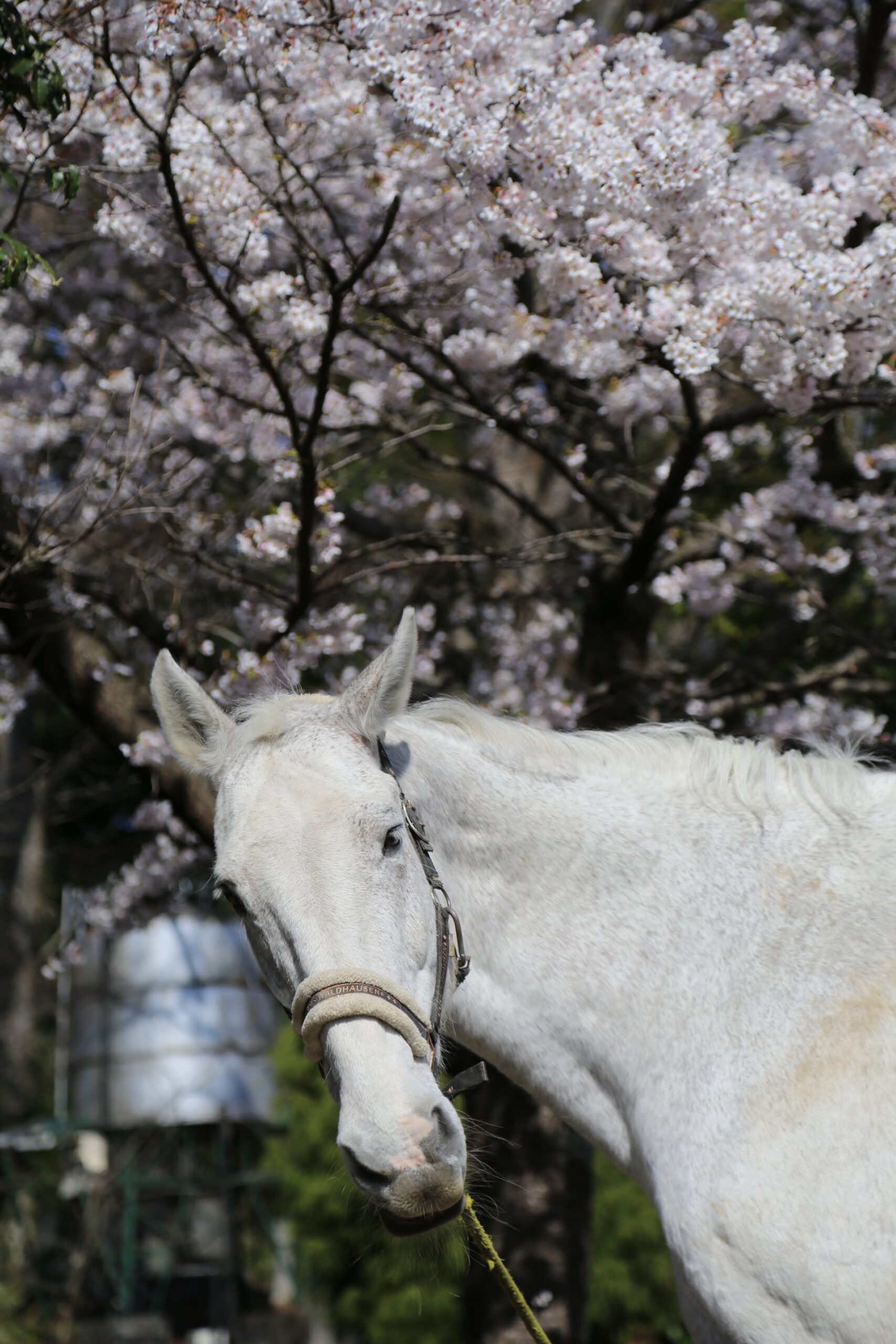 桜陸